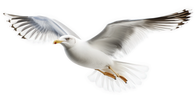 a white bird with outstretched wings. soaring gracefully against a bright. clean background  elegance and freedom of flight. emphasizing the bird's features and movement