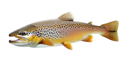 realistic depiction of a brown trout. showcasing its distinctive coloration and patterns the fish is positioned on a white background. emphasizing its details and making it suitable for educational or