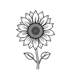 Elegant Black and White Sunflower Line Art Illustration Botanical Floral Design Element Nature