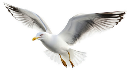 a seagull in mid-flight. showcasing its wings spread wide and feathers detailed against a white background the bird's sharp gaze and distinctive beak highlight its natural beauty. emphasizing its role