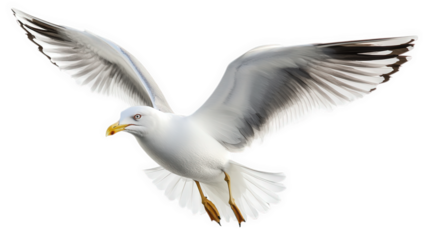 a seagull in mid-flight. showcasing its wings spread wide and feathers detailed against a white background the bird's sharp gaze and distinctive beak highlight its natural beauty. emphasizing its role