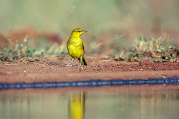 Spectacled Weaver along waterhole in Greater Kruger National park, South Africa ; Specie Ploceus...