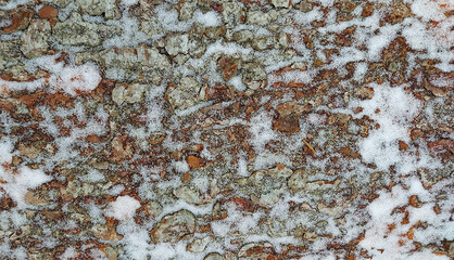 Light Snow on Tree Bark: Nature's Subtle Winter Beauty