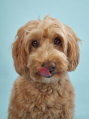 A Labradoodle licks its nose while looking towards the camera, with a light blue background behind it.