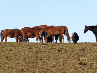 Horses in a meadow, on a hill.