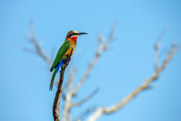 White fronted Bee eater standing on a branch isolated in blue sky in Greater Kruger National park, South Africa ; Specie Merops bullockoides family of Meropidae