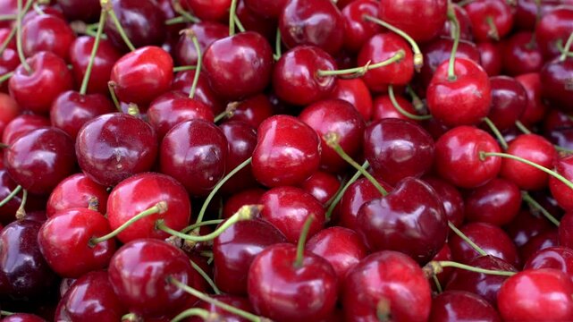 Crates of red cherries at the market. Fresh harvest. Closeup of freshly harvested cherry in plastic boxes on plantation on summer day.