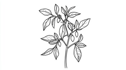 A minimal line art of a chili plant with small, pointed peppers and narrow leaves, ideal for herbal and food illustrations.