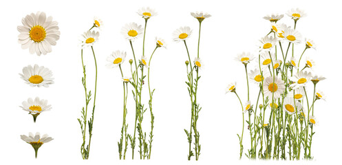 Chamomile flowers on white background. Flat lay, top view. Wildflovers isolated on white background. Floristic pack collection	