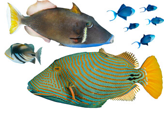 Triggerfish Collection From Waters Around The World – Isolated PNG with Transparent Background