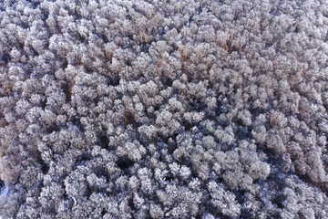 Aerial view of frozen canopy of winter forest