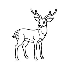 Deer