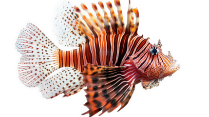 vibrant lionfish. showcasing its distinctive long. spiny fins and striking coloration the fish is depicted against a white background. emphasizing its intricate patterns and vivid hues. making it suit