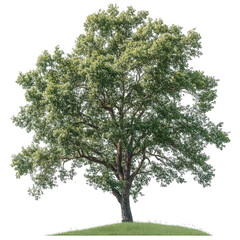 Obraz premium a large. lush green tree standing on a grassy hill. showcasing its vibrant foliage and strong trunk against a clean background the scene emphasizes the beauty of nature and can be used for environment