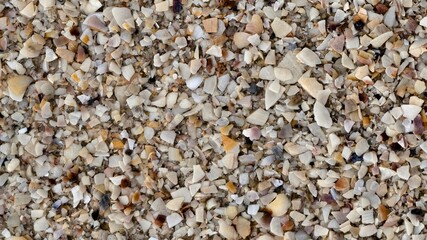 Close-Up of Colorful Broken Seashell Fragments on the Beach

