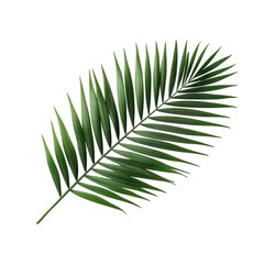 single green palm leaf. showcasing its elongated shape and pointed leaflets. set against a white background the simplicity and symmetry of the leaf highlight its natural beauty. making it suitable for