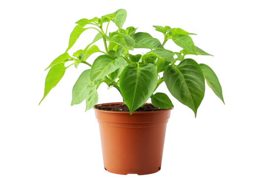 healthy green plant in a terracotta pot. showcasing vibrant leaves and a robust structure. suggesting growth and vitality this type of imagery is often used in gardening. home decor. and environmental