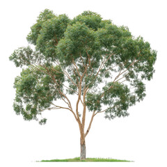 lush. green eucalyptus tree with a distinctive trunk and abundant foliage. set against a plain white background this presentation emphasizes the tree's natural beauty and form. making it suitable for