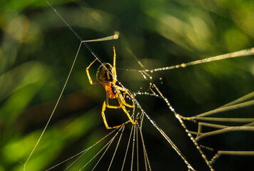 A cross spider on the web macro image in sunlight