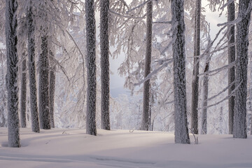 Winter snow-covered trees in the Ural mountains