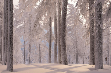 Winter snow-covered trees in the Ural mountains