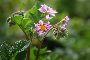 Potato in bloom. Pink potato flowers bloom in a farmer's field. Selective focus