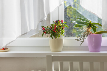 Colorful hot peppers in a flower pot on a windowsill indoors
