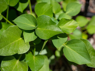 Close-up of heart-shaped green sweet potato leaves in natural sunlight