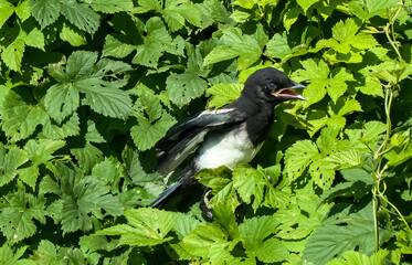 An adult magpie chick against a background of green foliage.