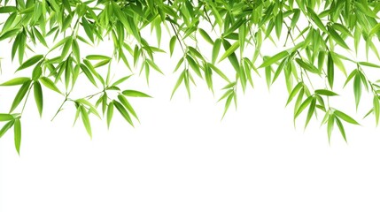 Obraz premium Lush green bamboo leaves border, studio shot, white background, design element