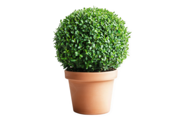 lush. spherical topiary plant in a simple terracotta pot. emphasizing a clean and minimalist aesthetic the vibrant green foliage suggests vitality and adds a touch of nature to indoor or outdoor space