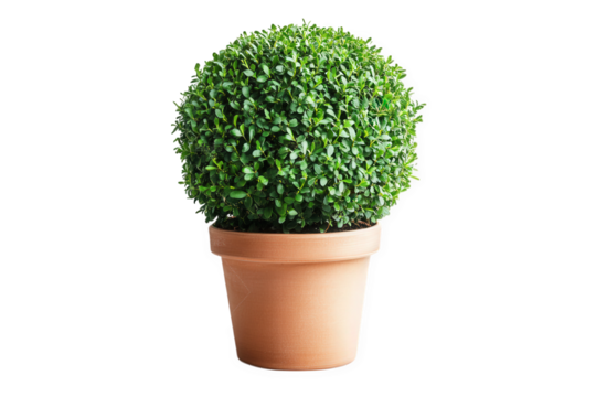 lush. spherical topiary plant in a simple terracotta pot. emphasizing a clean and minimalist aesthetic the vibrant green foliage suggests vitality and adds a touch of nature to indoor or outdoor space