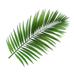 realistic depiction of a green palm leaf. showcasing its elongated shape and detailed fronds against a transparent background this illustration can be used for various purposes. including design. deco