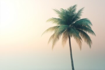 Obraz premium Sunrise Palm Tree Beach Haze Tropical Vacation