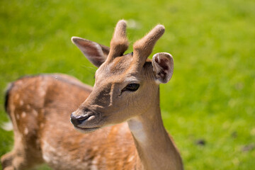 Obraz premium young shy fallow deer playing in the green meadow