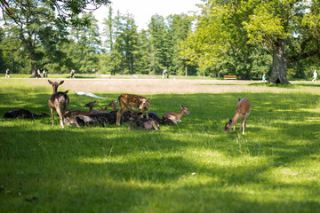 young shy fallow deer playing in the green meadow