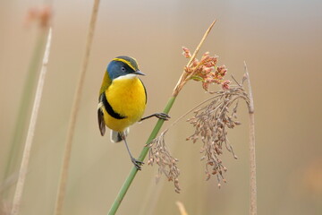 Siete colores posado en juncal. Eng: Many-colored rush-tyrant perched on the reeds.