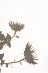 The shadow of a flowering plant with a long stem and large petals cast on a light textured wall. Minimalist photography with an emphasis on the contrast of light and dark tones. copy space 