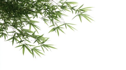 Obraz premium Green bamboo leaves against white background, nature design element