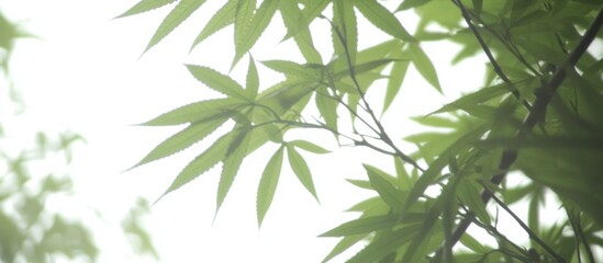 Naklejka premium Misty forest leaves backlit, sunlight, nature