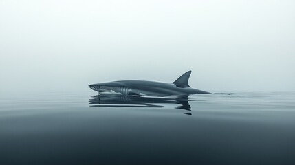Fototapeta premium Foggy ocean shark surfacing, calm waters, wildlife documentary