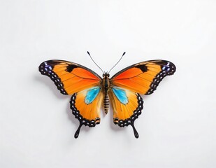 Fototapeta premium butterfly image with unique wings on a white background