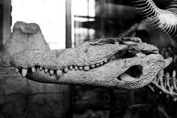 tête de crocodile 
