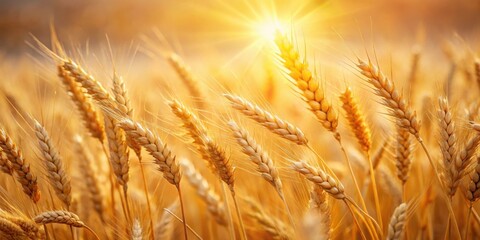Golden Wheat Field Basking in the Warm Glow of the Setting Sun's Rays
