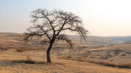 Lone tree autumn hillside landscape, hazy background, nature photography