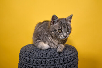 Professional photo shoot capturing the elegance and charm of a gray tabby cat. Set against a...