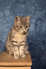 Obraz premium Professional photo shoot capturing the elegance and charm of a gray tabby cat. Set against a uniform background, this versatile image is ideal for editorials, advertising, and visual storytelling. Pho