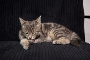 Professional photo shoot capturing the elegance and charm of a gray tabby cat. Set against a uniform background, this versatile image is ideal for editorials, advertising, and visual storytelling. Pho