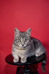 Professional photo shoot capturing the elegance and charm of a gray tabby cat. Set against a uniform background, this versatile image is ideal for editorials, advertising, and visual storytelling. Pho