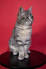 Professional photo shoot capturing the elegance and charm of a gray tabby cat. Set against a uniform background, this versatile image is ideal for editorials, advertising, and visual storytelling. Pho